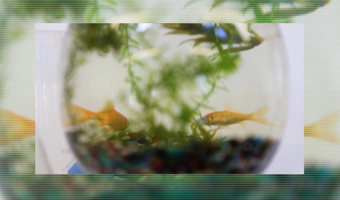 Two goldfish swimming in their fish bowl with plants and rocks at the bottom